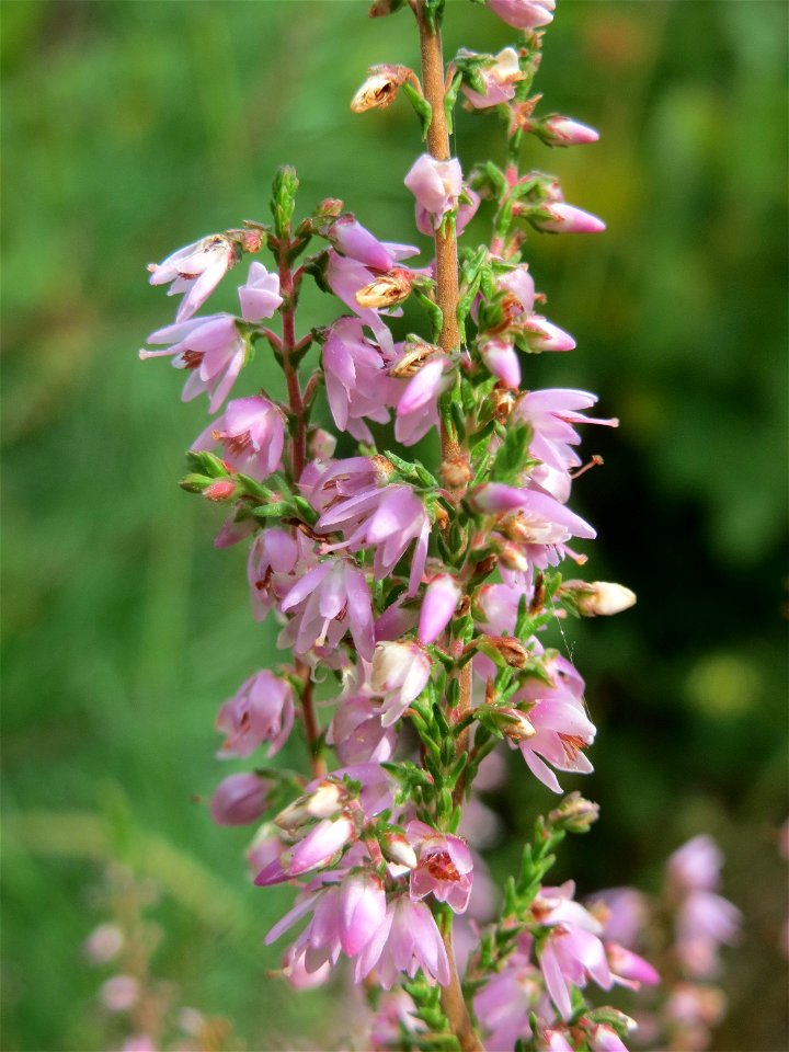 Besenheide (Calluna vulgaris) im Schwetzinger Hardt