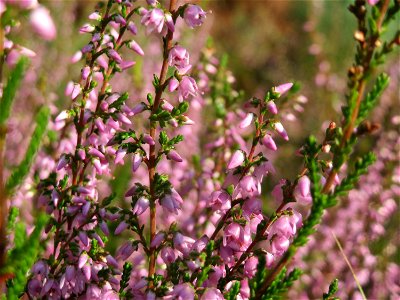 Besenheide (Calluna vulgaris) im Schwetzinger Hardt - an der Bahnstrecke Mannheim-Karlsruhe findet sich ein kleines Sandmagerrasen-Biotop mit typischer Binnendünen-Vegetation