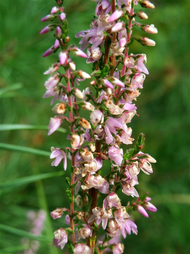 Besenheide (Calluna vulgaris) im Schwetzinger Hardt