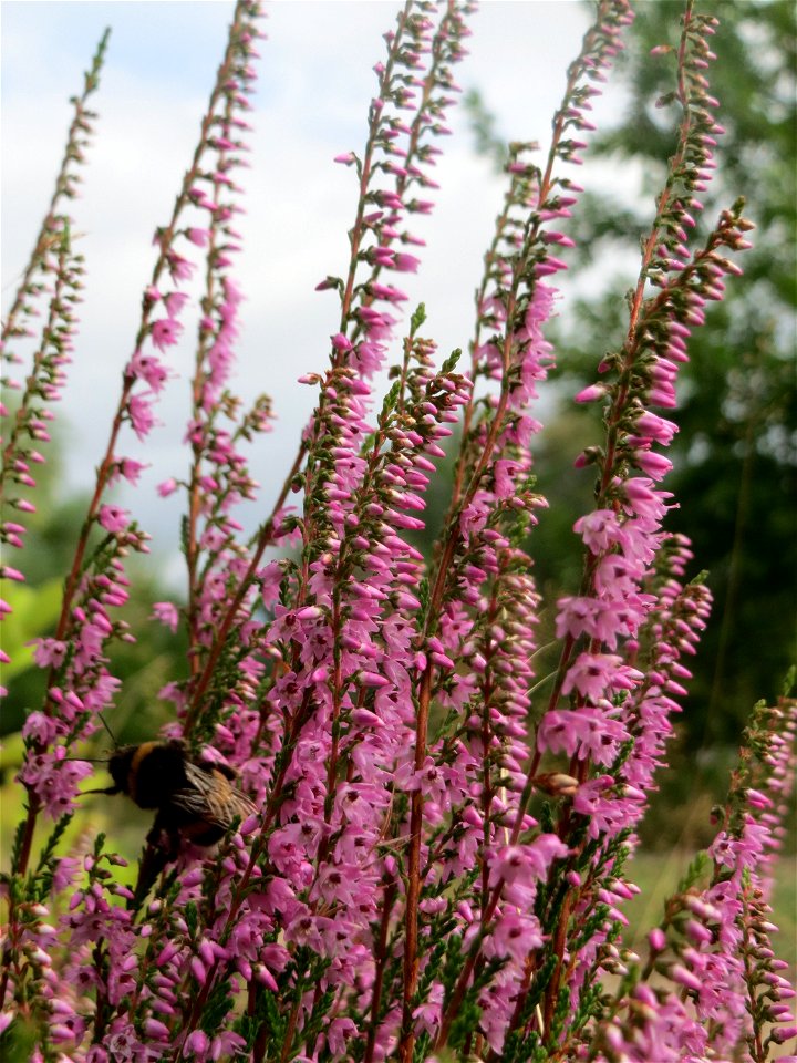 Besenheide (Calluna vulgaris) im Schwetzinger Hardt