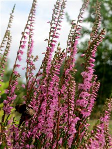 Besenheide (Calluna vulgaris) im Schwetzinger Hardt