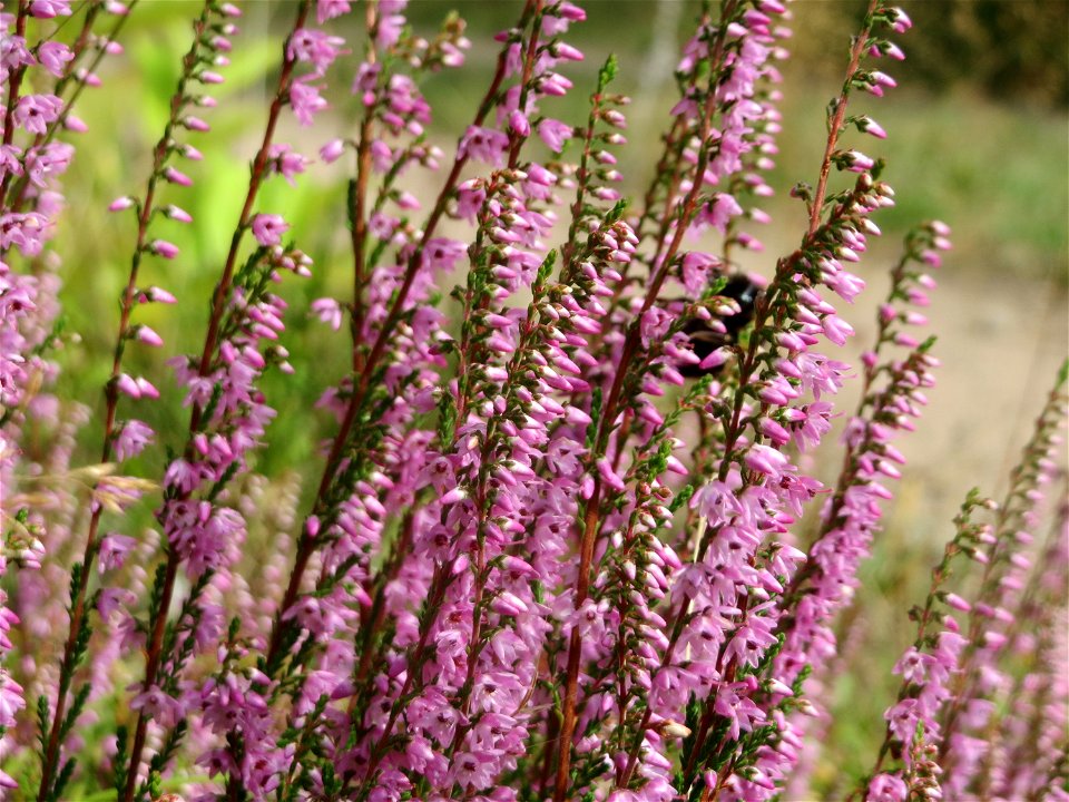 Besenheide (Calluna vulgaris) im Schwetzinger Hardt