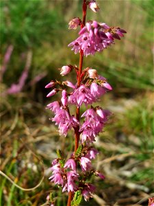 Besenheide (Calluna vulgaris) auf einer Rodungsfläche mit natürlicher Waldverjüngung im Schwetzinger Hardt