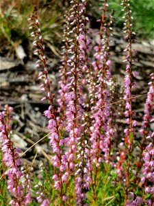 Besenheide (Calluna vulgaris) auf einer Rodungsfläche mit natürlicher Waldverjüngung im Schwetzinger Hardt