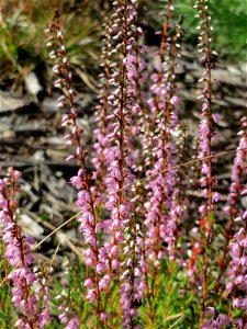 Besenheide (Calluna vulgaris) auf einer Rodungsfläche mit natürlicher Waldverjüngung im Schwetzinger Hardt photo