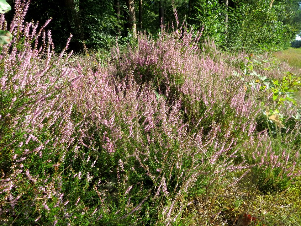 Besenheide (Calluna vulgaris) im Schwetzinger Hardt - an der Bahnstrecke zwischen Hockenheim und Oftersheim findet sich eine bemerkenswerte Sand-Trockenrasen-Vegetation