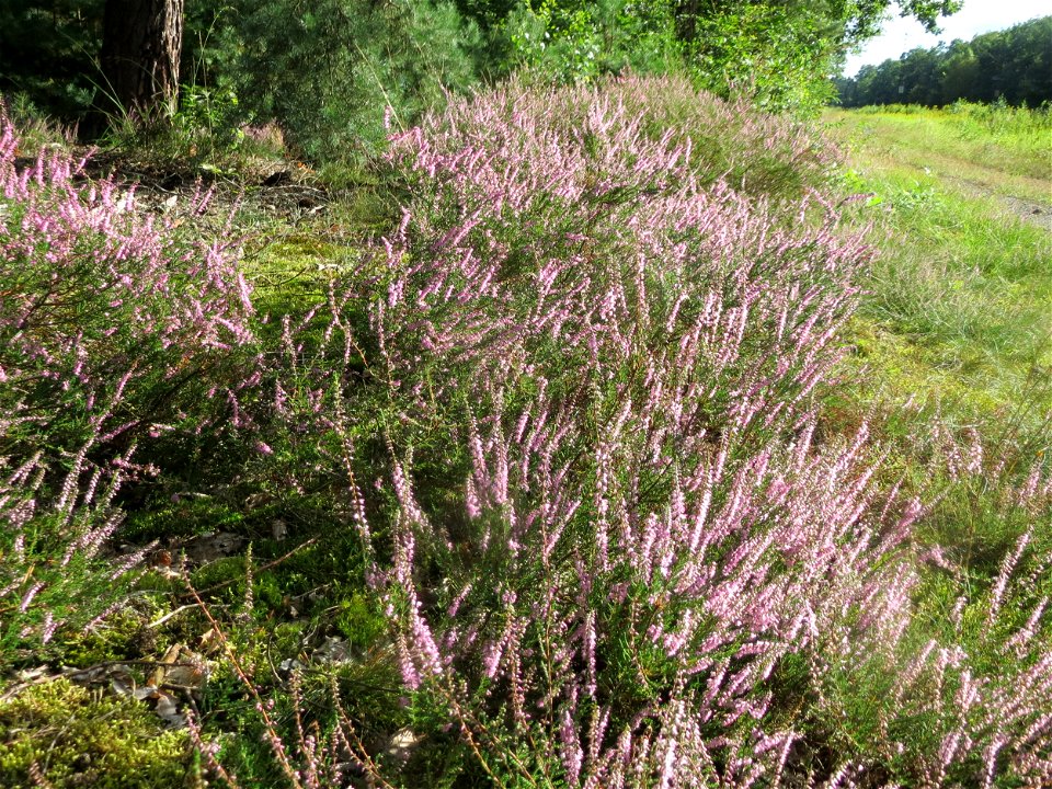 Besenheide (Calluna vulgaris) im Schwetzinger Hardt - an der Bahnstrecke zwischen Hockenheim und Oftersheim findet sich eine bemerkenswerte Sand-Trockenrasen-Vegetation