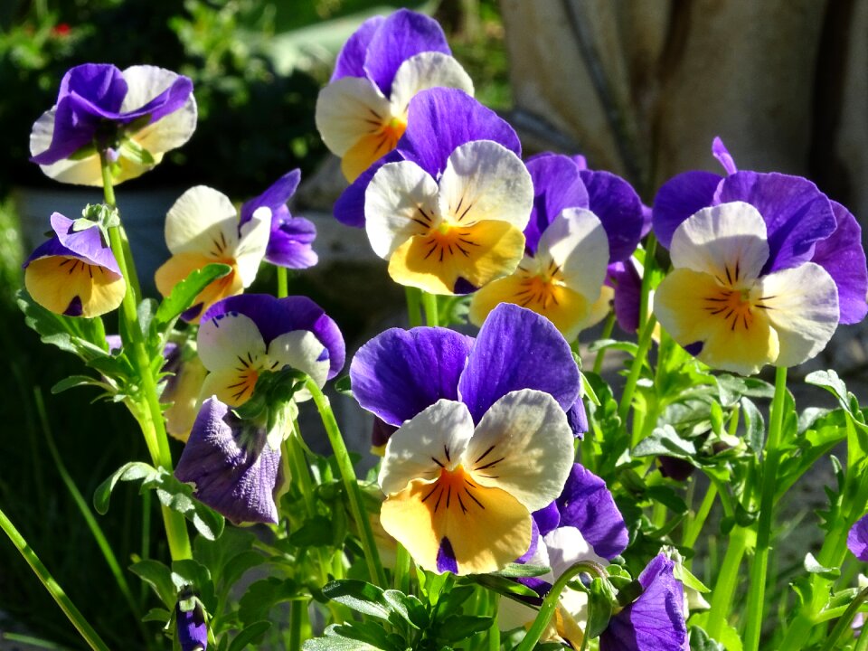 Flower spring flower viola cornuta
