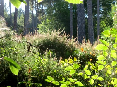 Besenheide (Calluna vulgaris) am Karlsplatzweg bei Klingenmünster photo