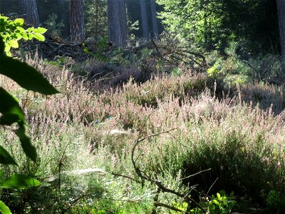 Besenheide (Calluna vulgaris) am Karlsplatzweg bei Klingenmünster photo