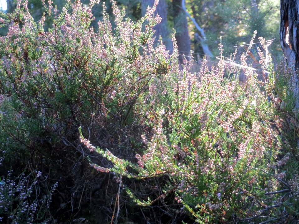 Besenheide (Calluna vulgaris) am Karlsplatzweg bei Klingenmünster