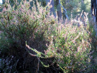 Besenheide (Calluna vulgaris) am Karlsplatzweg bei Klingenmünster
