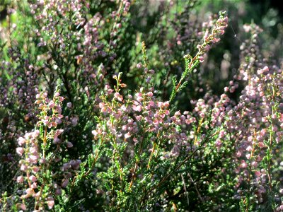 Besenheide (Calluna vulgaris) am Karlsplatzweg bei Klingenmünster