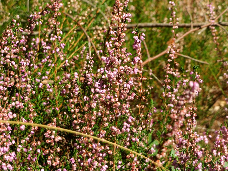 Besenheide (Calluna vulgaris) am Karlsplatz bei Klingenmünster