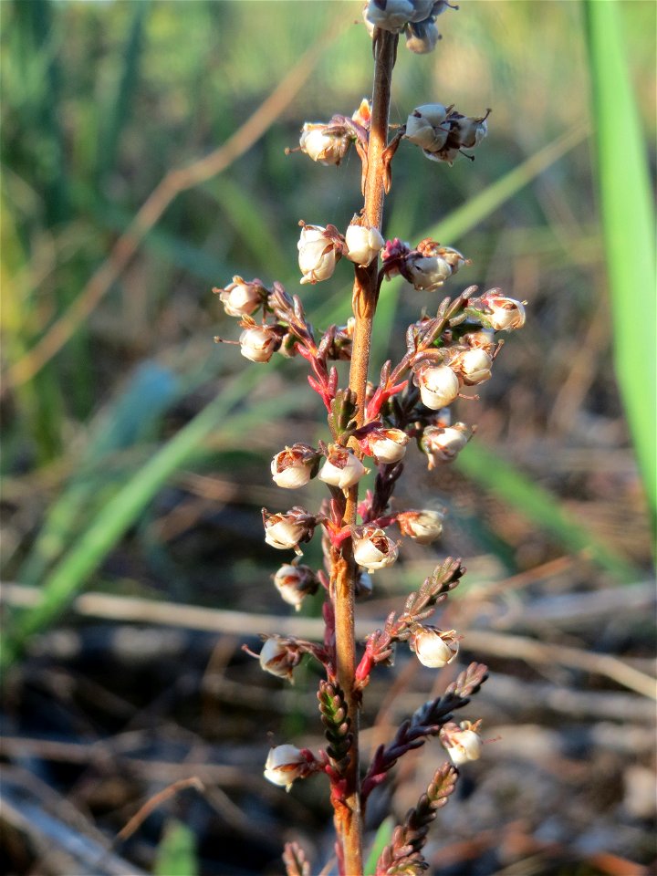 Besenheide (Calluna vulgaris) auf einer Rodungsfläche zwischen B36 und L722 im Schwetzinger Hardt