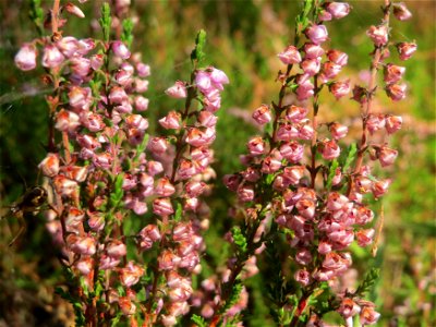 Besenheide (Calluna vulgaris) am Karlsplatz bei Klingenmünster photo