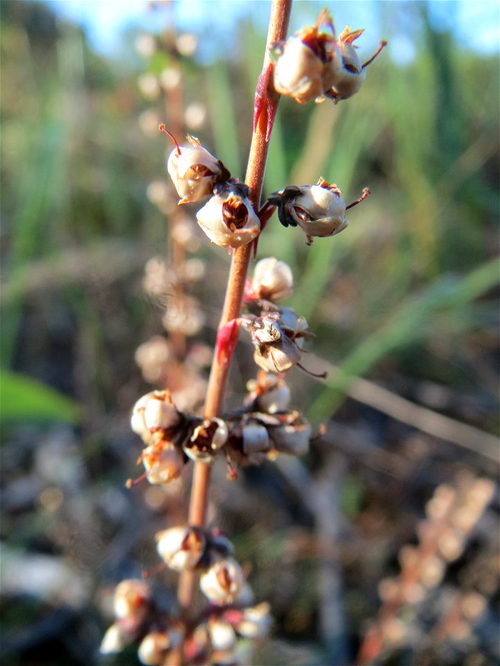 Besenheide (Calluna vulgaris) auf einer Rodungsfläche zwischen B36 und L722 im Schwetzinger Hardt