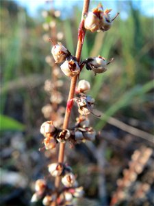 Besenheide (Calluna vulgaris) auf einer Rodungsfläche zwischen B36 und L722 im Schwetzinger Hardt photo