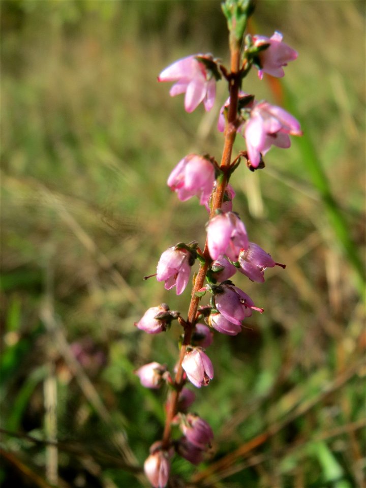 Besenheide (Calluna vulgaris) im Schwetzinger Hardt - an der Bahnstrecke Mannheim-Karlsruhe findet sich ein kleines Sandmagerrasen-Biotop mit typischer Binnendünen-Vegetation