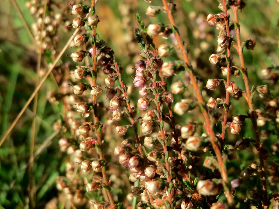 Besenheide (Calluna vulgaris) im Schwetzinger Hardt - an der Bahnstrecke Mannheim-Karlsruhe findet sich ein kleines Sandmagerrasen-Biotop mit typischer Binnendünen-Vegetation