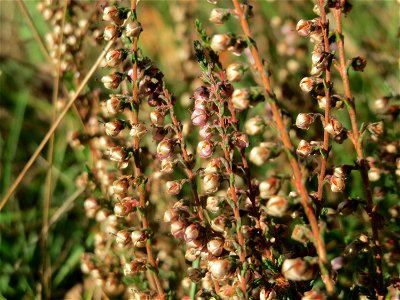 Besenheide (Calluna vulgaris) im Schwetzinger Hardt - an der Bahnstrecke Mannheim-Karlsruhe findet sich ein kleines Sandmagerrasen-Biotop mit typischer Binnendünen-Vegetation