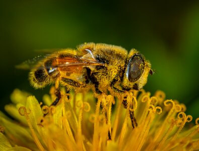 Flower pollen macro