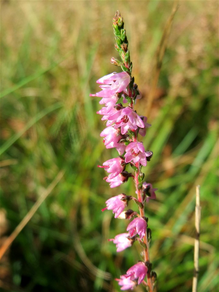 Besenheide (Calluna vulgaris) im Schwetzinger Hardt - an der Bahnstrecke Mannheim-Karlsruhe findet sich ein kleines Sandmagerrasen-Biotop mit typischer Binnendünen-Vegetation