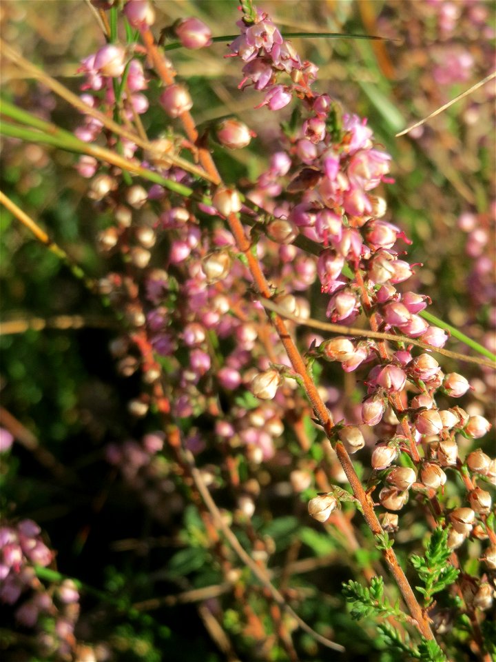 Besenheide (Calluna vulgaris) im Schwetzinger Hardt - an der Bahnstrecke Mannheim-Karlsruhe findet sich ein kleines Sandmagerrasen-Biotop mit typischer Binnendünen-Vegetation