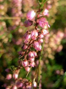 Besenheide (Calluna vulgaris) im Schwetzinger Hardt - an der Bahnstrecke Mannheim-Karlsruhe findet sich ein kleines Sandmagerrasen-Biotop mit typischer Binnendünen-Vegetation photo