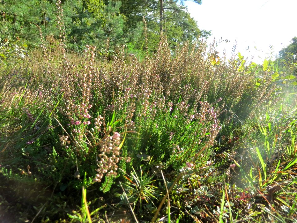 Besenheide (Calluna vulgaris) im Schwetzinger Hardt - an der Bahnstrecke Mannheim-Karlsruhe findet sich ein kleines Sandmagerrasen-Biotop mit typischer Binnendünen-Vegetation