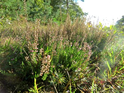 Besenheide (Calluna vulgaris) im Schwetzinger Hardt - an der Bahnstrecke Mannheim-Karlsruhe findet sich ein kleines Sandmagerrasen-Biotop mit typischer Binnendünen-Vegetation photo