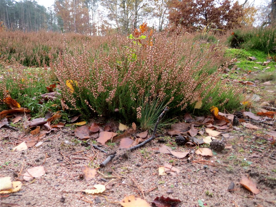 Besenheide (Calluna vulgaris) im Naturschutzgebiet Hirschacker und Dossenwald