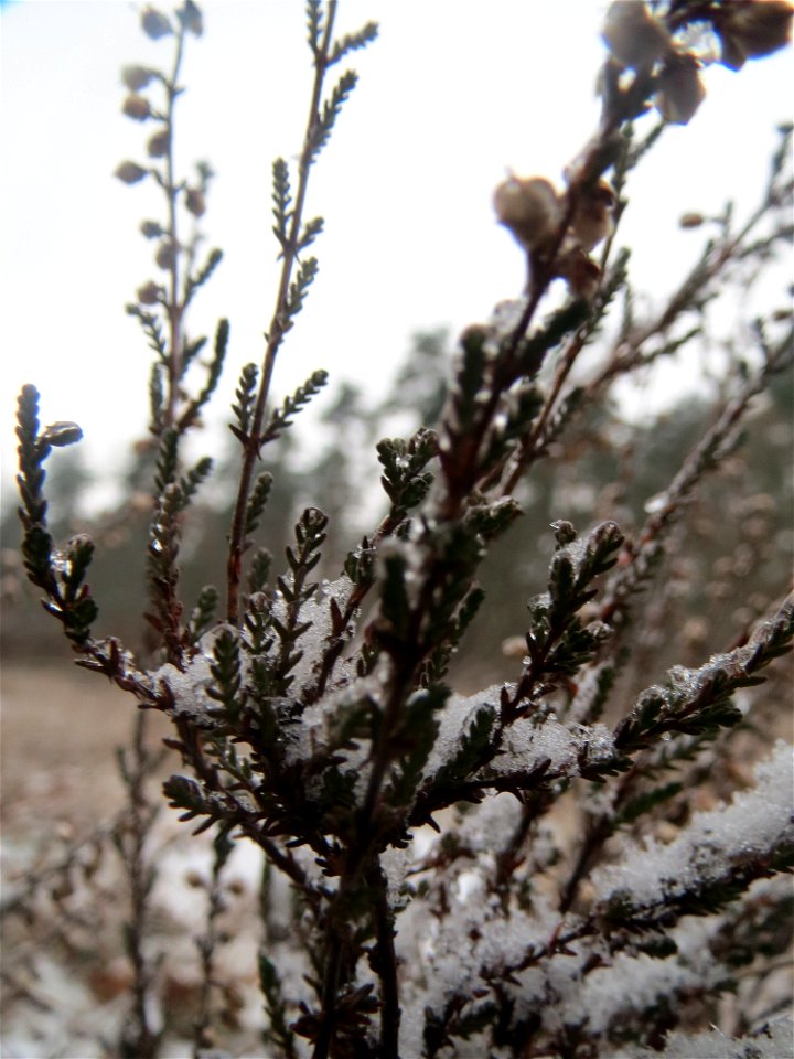 Besenheide (Calluna vulgaris) - an der Bahnstrecke Mannheim-Karlsruhe findet sich ein kleines Sandmagerrasen-Biotop mit typischer Binnendünen-Vegetation