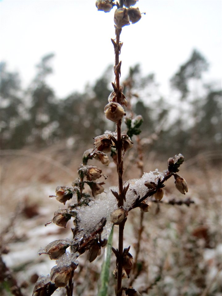 Besenheide (Calluna vulgaris) im Schwetzinger Hardt - an der Bahnstrecke Mannheim-Karlsruhe findet sich ein kleines Sandmagerrasen-Biotop mit typischer Binnendünen-Vegetation