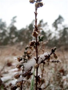 Besenheide (Calluna vulgaris) im Schwetzinger Hardt - an der Bahnstrecke Mannheim-Karlsruhe findet sich ein kleines Sandmagerrasen-Biotop mit typischer Binnendünen-Vegetation