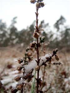 Besenheide (Calluna vulgaris) im Schwetzinger Hardt - an der Bahnstrecke Mannheim-Karlsruhe findet sich ein kleines Sandmagerrasen-Biotop mit typischer Binnendünen-Vegetation photo