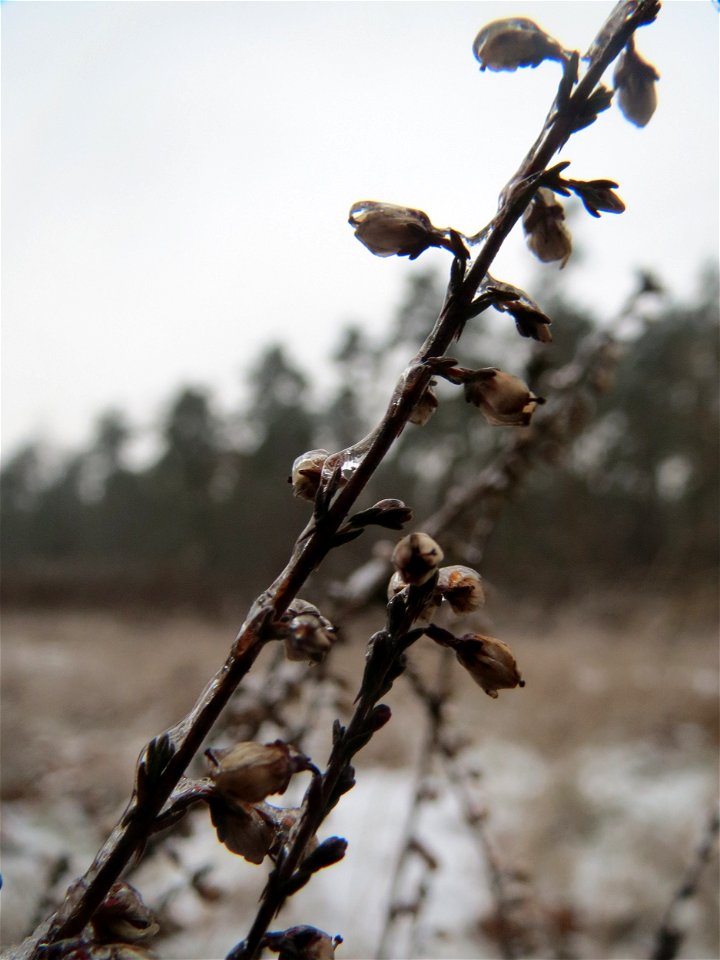Besenheide (Calluna vulgaris) im Schwetzinger Hardt - an der Bahnstrecke Mannheim-Karlsruhe findet sich ein kleines Sandmagerrasen-Biotop mit typischer Binnendünen-Vegetation