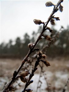 Besenheide (Calluna vulgaris) im Schwetzinger Hardt - an der Bahnstrecke Mannheim-Karlsruhe findet sich ein kleines Sandmagerrasen-Biotop mit typischer Binnendünen-Vegetation