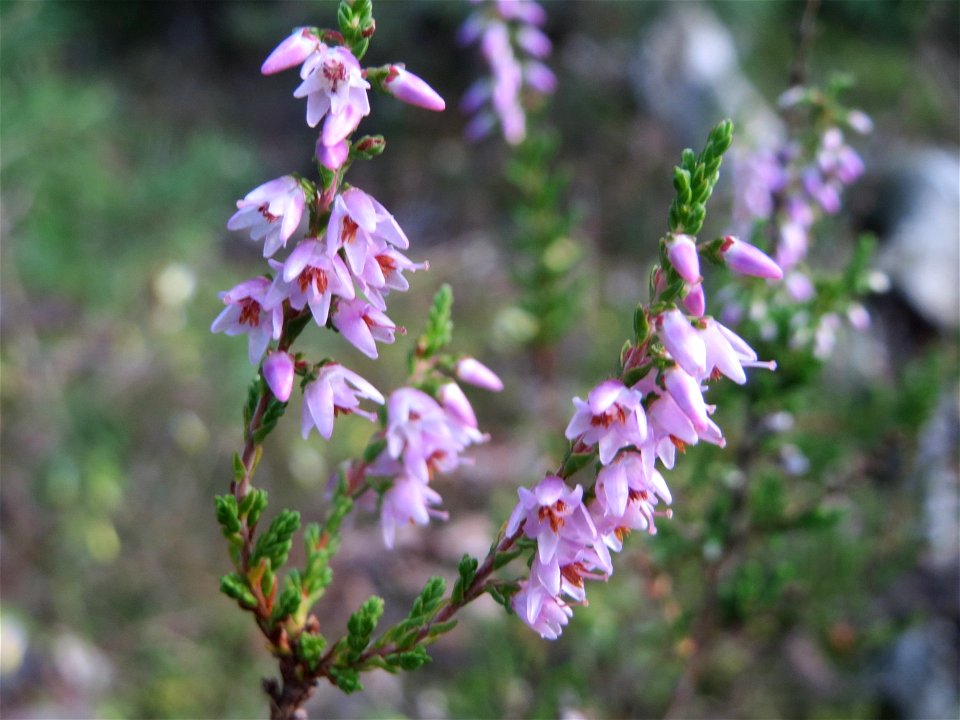 blühende Besenheide (Calluna vulgaris) auf einer kleinen Binnendüne in der Schwetzinger Hardt