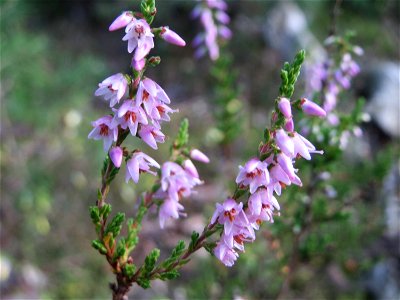 blühende Besenheide (Calluna vulgaris) auf einer kleinen Binnendüne in der Schwetzinger Hardt