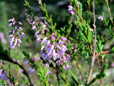 blühende Besenheide (Calluna vulgaris) auf einer kleinen Binnendüne in der Schwetzinger Hardt