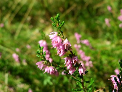 blühende Besenheide (Calluna vulgaris) in der Schwetzinger Hardt
