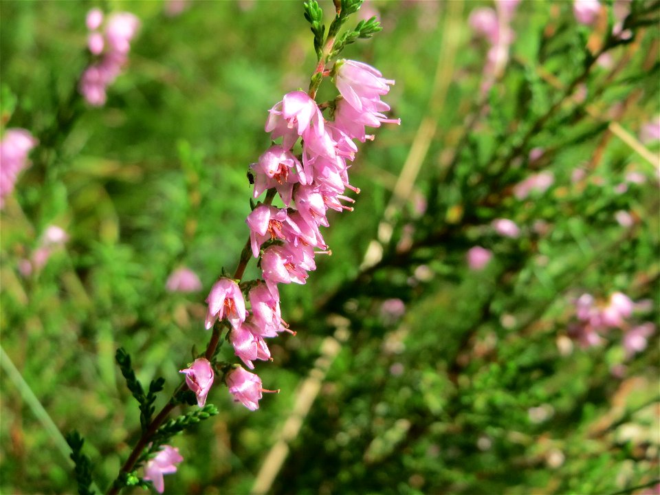 blühende Besenheide (Calluna vulgaris) in der Schwetzinger Hardt