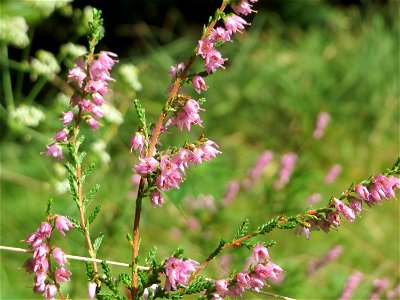 blühende Besenheide (Calluna vulgaris) in der Schwetzinger Hardt