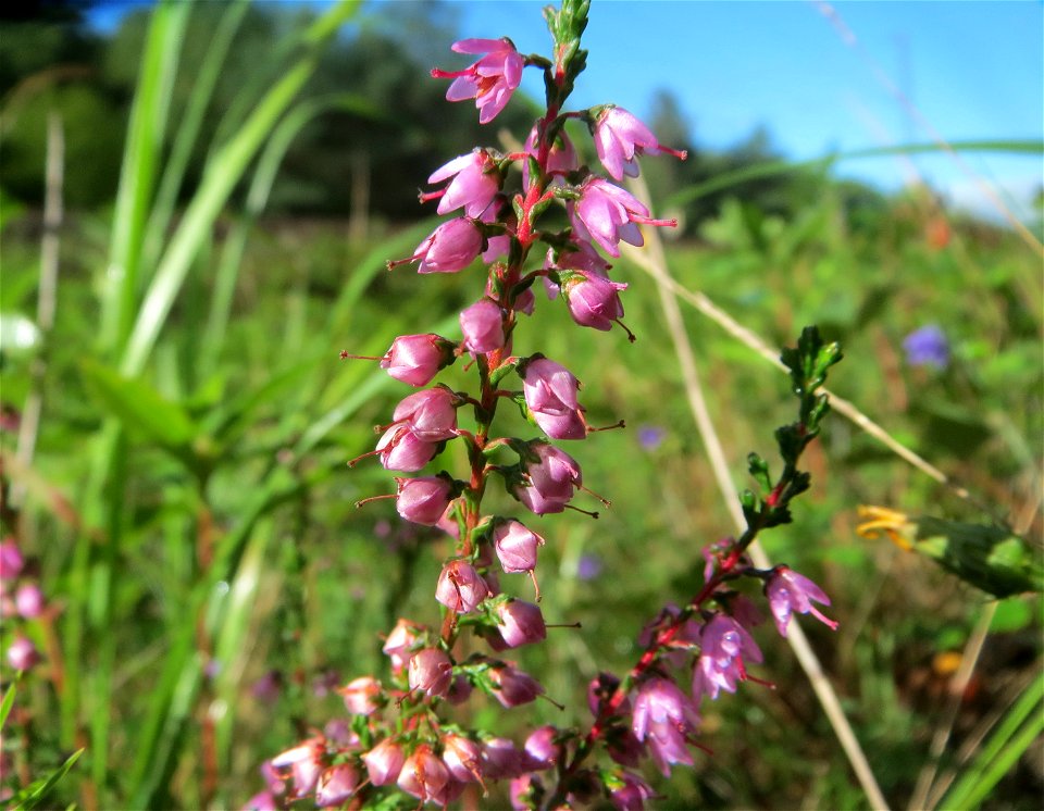 Besenheide (Calluna vulgaris) an einem Randstreifen der Rheinbahn in der Schwetzinger Hardt mit binnendünenartiger Vegetation