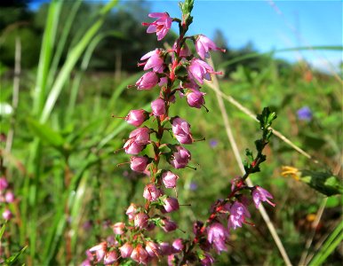 Besenheide (Calluna vulgaris) an einem Randstreifen der Rheinbahn in der Schwetzinger Hardt mit binnendünenartiger Vegetation