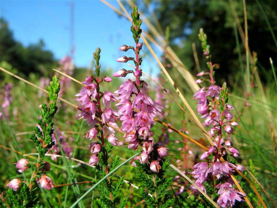 Besenheide (Calluna vulgaris) an einem Randstreifen der Rheinbahn in der Schwetzinger Hardt mit binnendünenartiger Vegetation