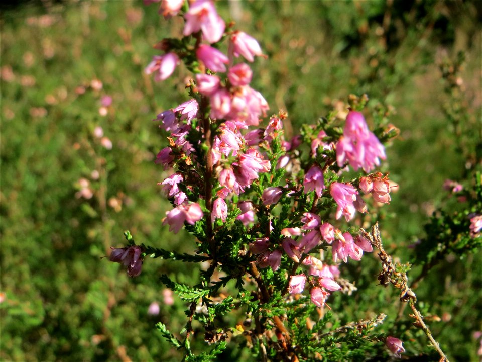 Besenheide (Calluna vulgaris) in der Schwetzinger Hardt an einem Randstreifen der Bahnstrecke Mannheim-Karlsruhe photo