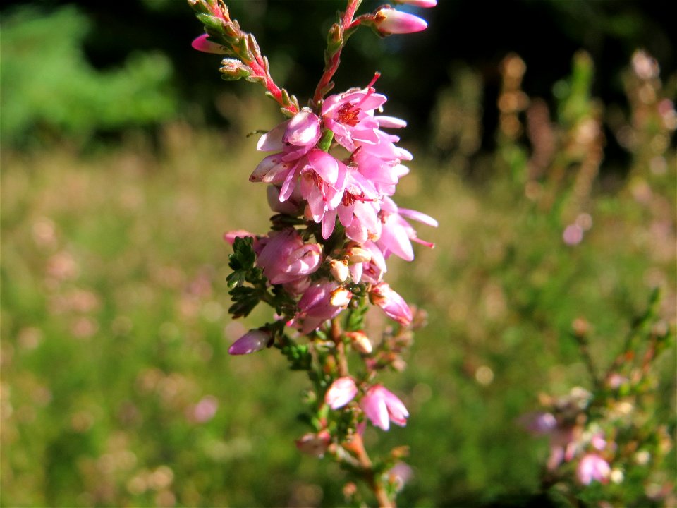Besenheide (Calluna vulgaris) in der Schwetzinger Hardt an einem Randstreifen der Bahnstrecke Mannheim-Karlsruhe