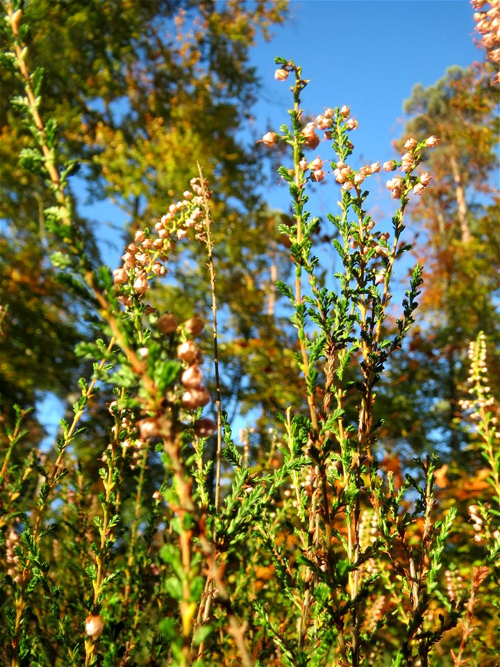Besenheide (Calluna vulgaris) in der Schwetzinger Hardt